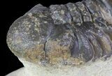 Bargain, Austerops Trilobite - Morocco #66352-5
